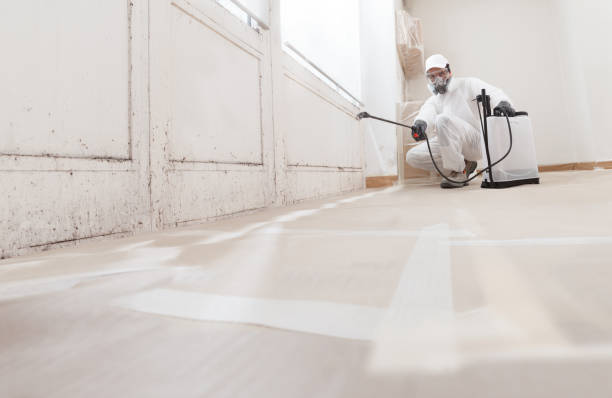 24/7 Emergency Mold Remediation experts in Cedar Springs, MI