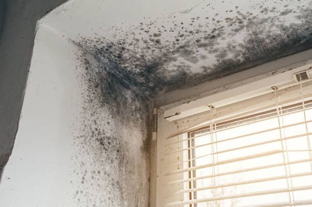 Affordable Mold Remediation solutions in Cedar Springs, MI