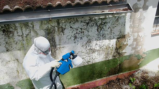 Top rated local Mold Remediation specialists in Cedar Springs, MI